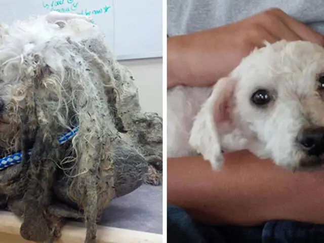 FOTOS: 10 conmovedoras transformaciones de mascotas tras ser rescatadas