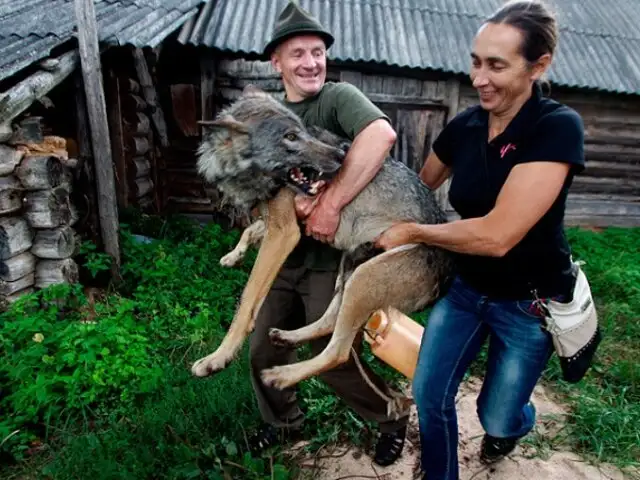 FOTOS: familia rusa adopta y domestica a manada de lobos en el jardín de su casa