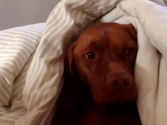 VIDEO: conoce a Óscar, el perro que odia despertarse en las mañanas
