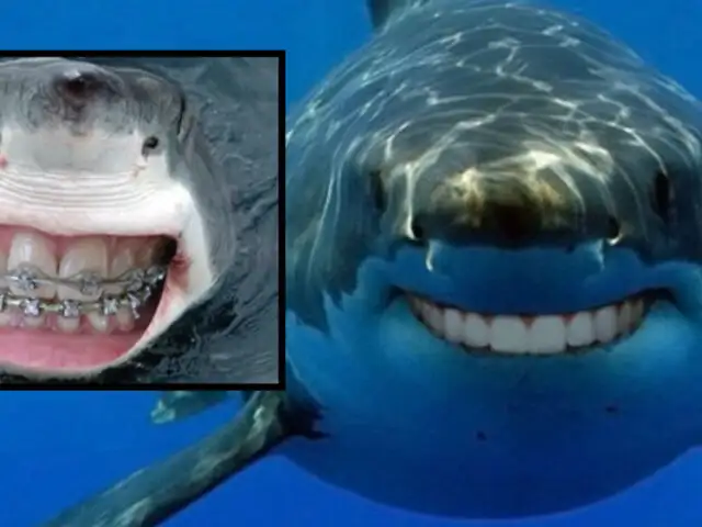 FOTOS: 15 tiburones que demuestran que con dientes humanos se ven amigables