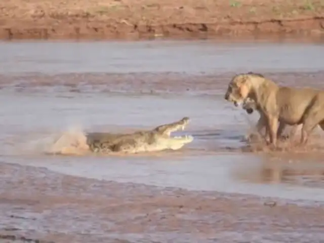 VIDEO: un cocodrilo y tres leones se enfrascan en un duelo mortal