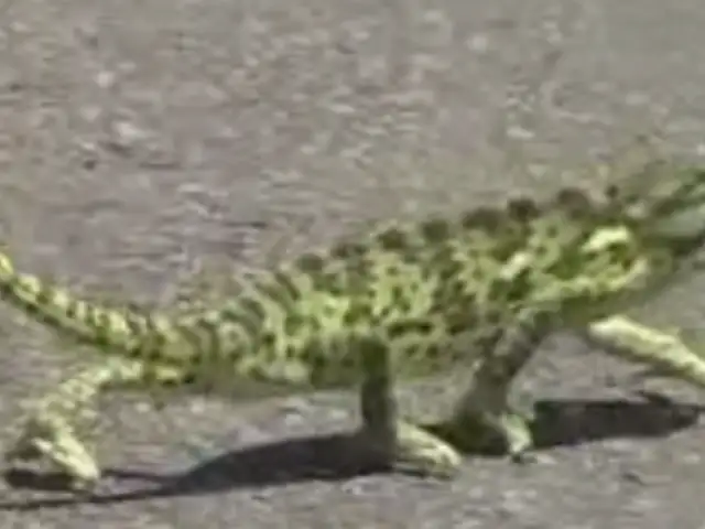 VIDEO: camaleón camina al ritmo de 50 Cent y se convierte en viral