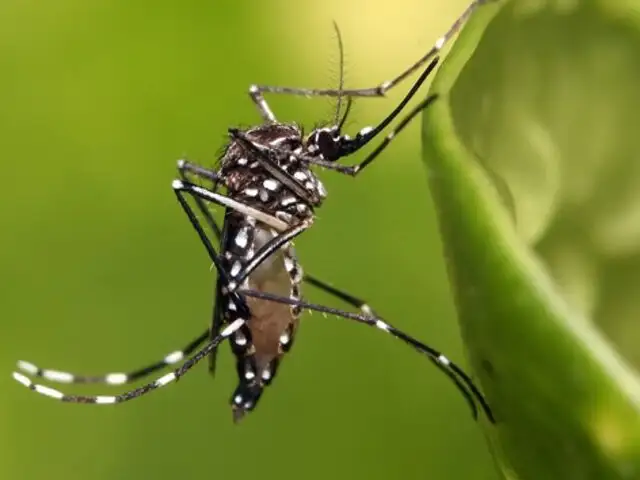Minsa declara emergencia sanitaria en 8 provincias de Piura por dengue