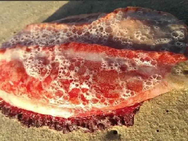 Hallan misteriosa criatura marina varada en playa de Australia
