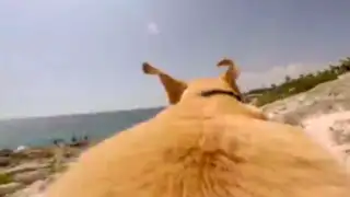 VIDEO: divertido perro 'playero' demuestra cuanto le gusta el mar