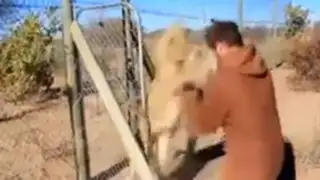 VIDEO: una leona se abalanza sobre un joven… para abrazarlo