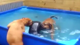 VIDEO: bulldogs trabajan en equipo para sacar una llanta de una piscina