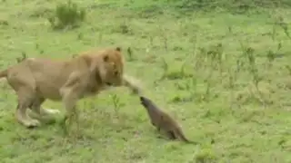 VIDEO: una mangosta lucha contra cuatro leones hambrientos