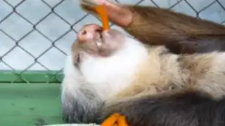 VIDEO: oso perezoso tuvo un día muy agotador en el zoológico