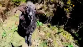 VIDEO: carnero ataca a un drone que interrumpe su almuerzo