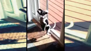 VIDEO: perrito cojo aprende a saltar la puerta como un canguro