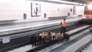 VIDEO: rebaño de cabras invade estación de tren en Barcelona