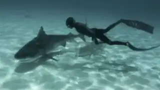 VIDEO: pareja de buzos nada junto a tiburones en Las Bahamas