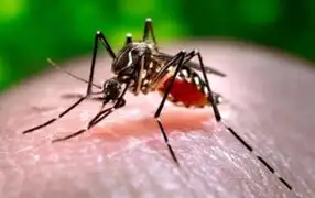 Declaran epidemia de chikungunya en Bolivia tras aumento de casos