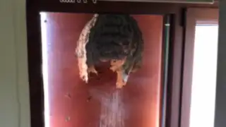 VIDEO: descubren un enorme nido de avispas en una ventana