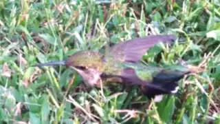 VIDEO: vea como rescatan a un colibrí atrapado con goma de mascar