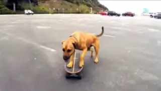 VIDEO: 'Bamboo' el perro skater que sorprende con su divertida habilidad