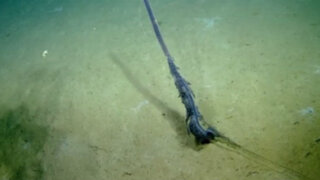 VIDEO: descubren extraña criatura en las profundidades del mar
