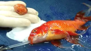 Operan exitosamente a pez dorado por un tumor cerebral en Australia