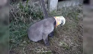 Rescatan a zorro bebé que atascó su cabeza en una lata de comida