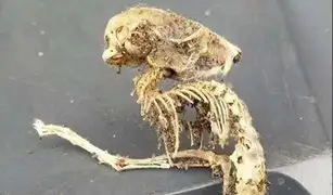 VIDEO: descubren esqueleto parecido a un Alien en el Reino Unido