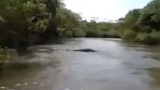 VIDEO: una gigantesca anaconda es captada en Brasil