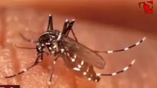 Minsa declara alerta sanitaria nacional por fiebre Chikungunya