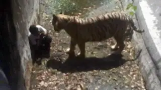 Impactantes imágenes: tigre blanco mata a un hombre en zoológico de la India