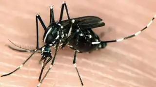 Reportan primer caso autóctono de chikungunya en Madre de Dios