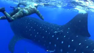 Buzo de llevó el susto de su vida al ser sorprendido por tiburón ballena