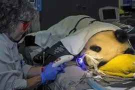 EEUU: panda golosa es trasladada de  emergencia al dentista
