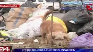 Informe 24: perros callejeros invaden calles de Lima