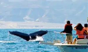 Encuentro cercano con las ballenas: un fascinante espectáculo en el mar de Piura