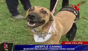 Realizan curioso desfile de modas canino para ayudar a gatos en San Felipe