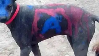 Indignación en Trujillo: pintan a un perro con propaganda política