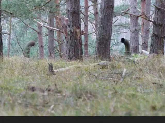 FOTOS: el impactante secreto que se ocultaba en este bosque de Alemania