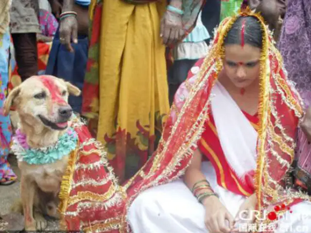 India: joven se casa con perro callejero para evitar un maleficio