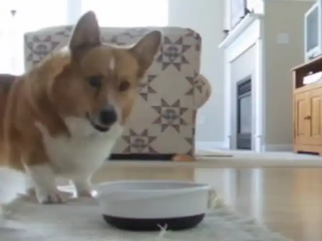 VIDEO: perro corgi demuestra su exagerada afición por la comida