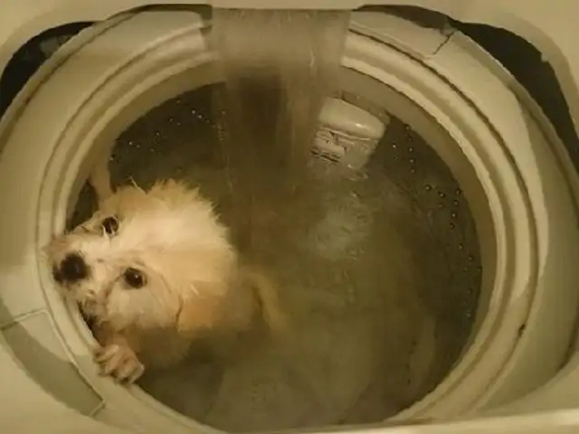 China: investigan caso de perro fotografiado dentro de una lavadora