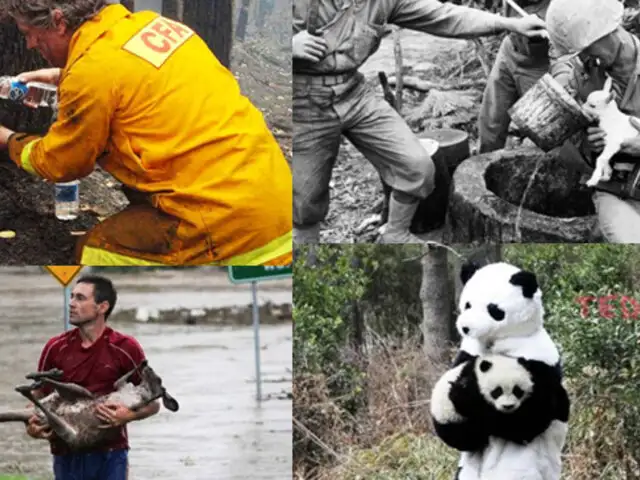 FOTOS: 21 personas valerosas detrás de conmovedores rescates de animales