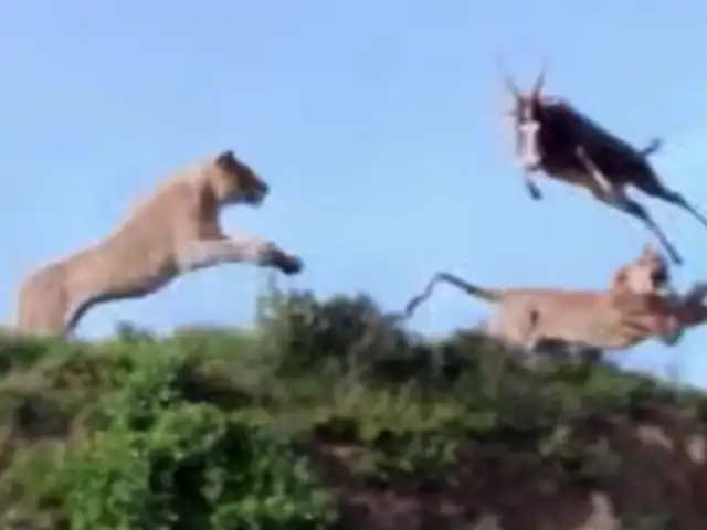 VIDEO: león realiza súper salto para atrapar a un antílope que intentaba huir