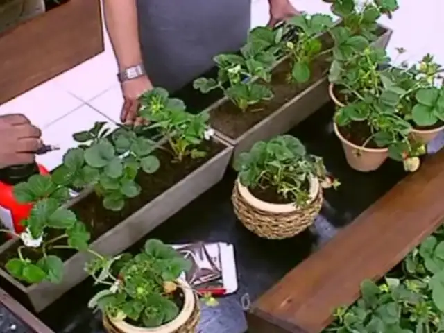 Jardín Urbano: aprenda a cultivar fresas en macetas dentro de su hogar