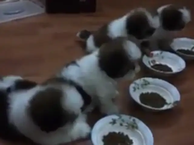 VIDEO: vea a estos increíbles perritos que destacan por su obediencia