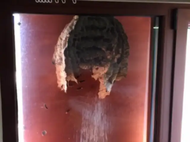 VIDEO: descubren un enorme nido de avispas en una ventana