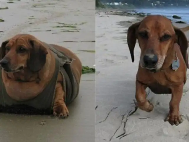 FOTOS: la increíble transformación de Obie, el perro más obeso del mundo