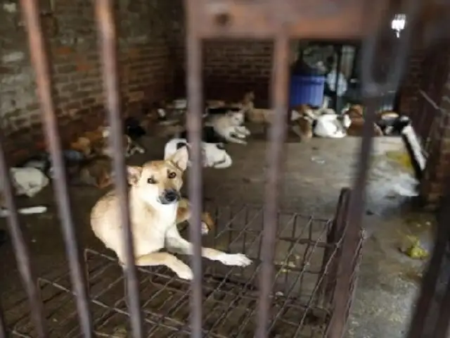 Revelan que cinco millones de perros son sacrificados al año en Vietnam