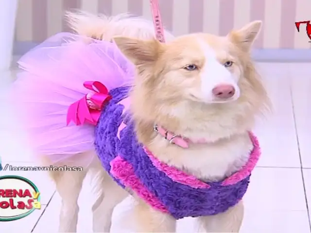 Conoce las últimas tendencias en moda para perros con este desfile