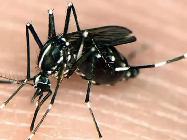 OPS reporta más de 10 mil casos confirmados de chikungunya en América