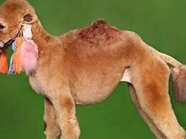 FOTOS: 21 perros forzados a vivir con los cortes de pelo más horribles