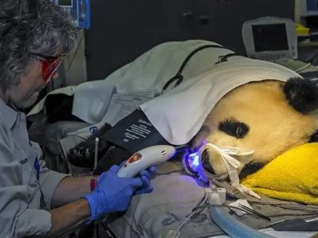 EEUU: panda golosa es trasladada de  emergencia al dentista